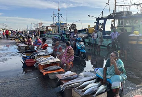 Kasimedu Fish Market Chennai: Location, Shops, Timing, and Nearby Areas