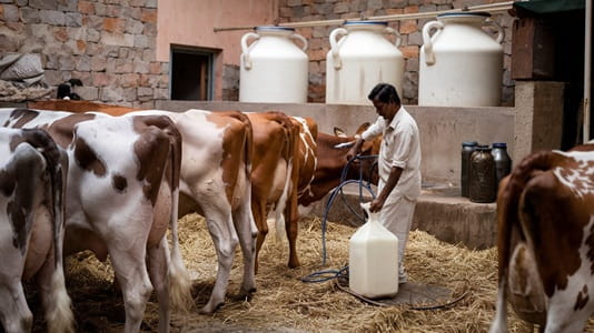 Is Dairy Farming Business Profitable in India?